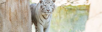 Terra Natura Benidorm: Hoteles baratos y vacaciones