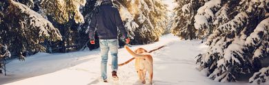 Crucero con perros