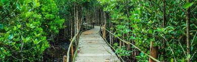 Jungle Park Tenerife - entradas y hoteles