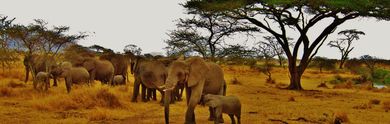 Les meilleurs circuits en Tanzanie