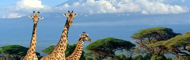 Réalisez un Safari au Kenya aux panoramas exceptionnels