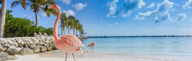 Les Meilleurs Hôtels Près d’Aruba