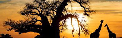 Les meilleurs safaris tout compris en Afrique