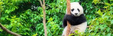 Zoo de Beauval : Votre Hôtel et séjour jusqu'à -70%