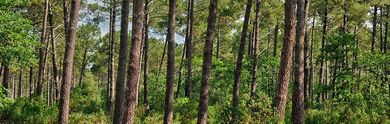 Vacances dans Les Landes