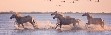 Séjour en Camargue