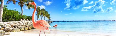 Le migliori offerte Last Minute ad Aruba