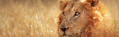 Vacanze in Sudafrica